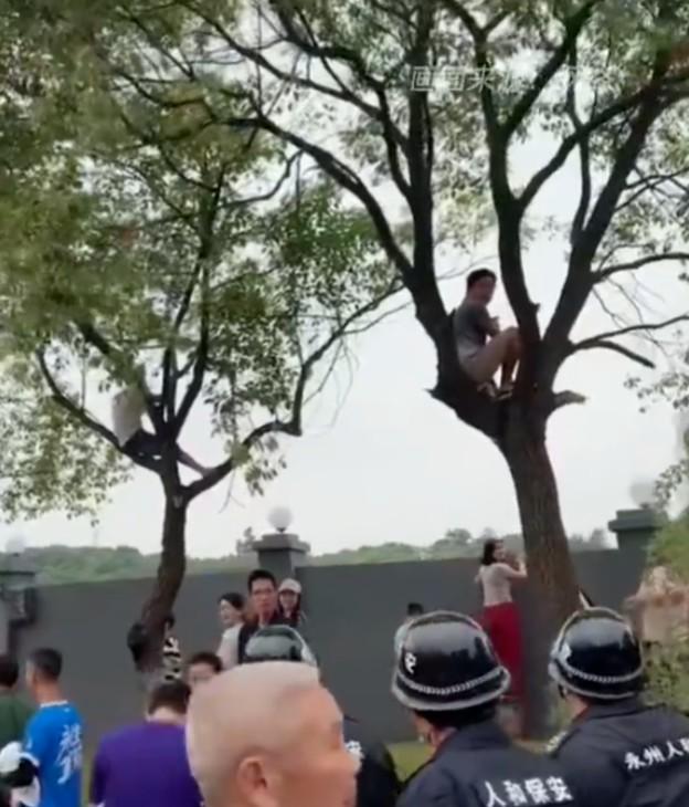 进球后严禁, 被鸟屎袭击, 摇晃树枝庆